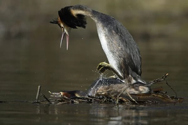 Great Crested Grebes - Pair copulating on courtship platform, male with raised crest calling. Hessen, Germany