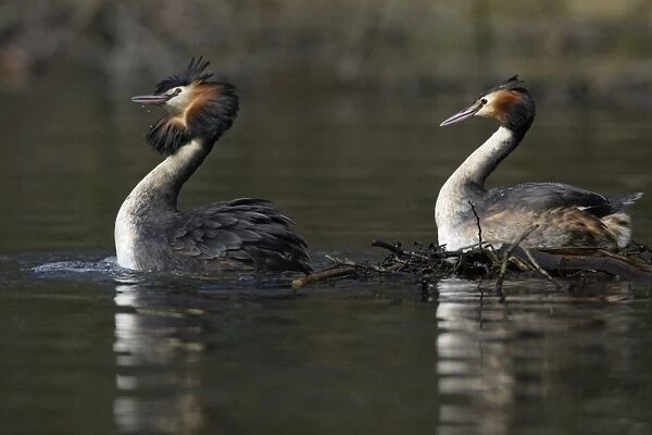 Great Crested Grebes - Pair after copulating on courtship platform, male (Left) head shaking'. Hessen, Germany