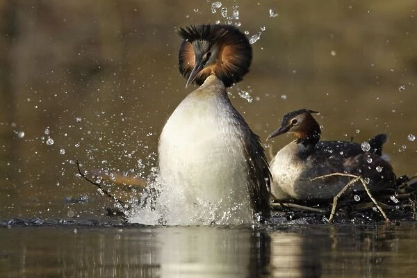 Great Crested Grebes - Pair after copulation on weed platform, male jumping off female into lake treading water display infront of female. Hessen, Germany. Mating sequence