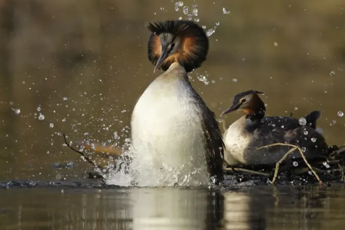 Framed Print : Great Crested Grebes - Pair after copulation on weed platform, male jumping off female into lake treading water display infront of female. Hessen, Germany. Mating sequence Framed Print : Great Crested Grebes - Pair after copulation on weed platform, male jumping off female into lake treading water display infront of female. Hessen, Germany. Mating sequence