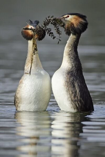 Great Crested Grebes - Pair courtship displaying; weed presentation ritual dance, male on right. Hessen, Germany