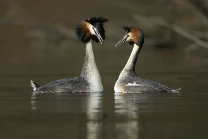 Framed Print : Great Crested Grebes - Pair courtship displaying, male (left) with erect crest, calling to female. Hessen, Germany Framed Print : Great Crested Grebes - Pair courtship displaying, male (left) with erect crest, calling to female. Hessen, Germany