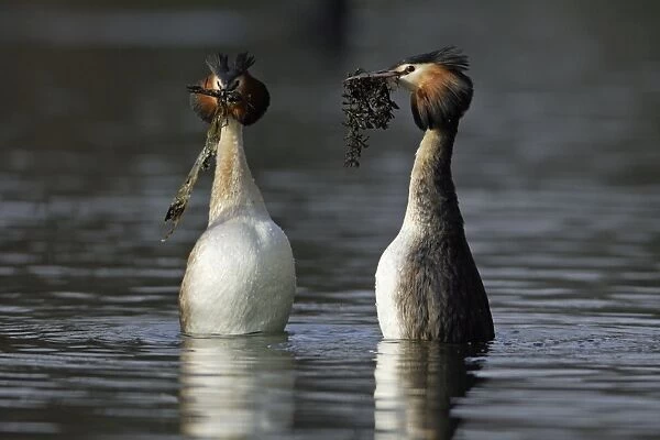 Great Crested Grebes - Pair courtship displaying, weed presentation ritual dance, male on right. Hessen, Germany