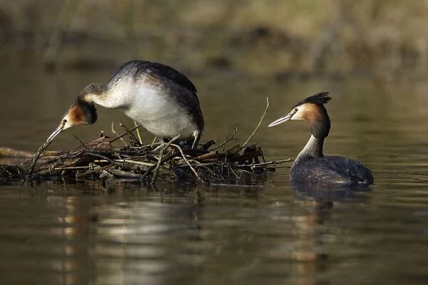 Great Crested Grebes - Pair courtship displaying, female inspecting weed platform. Hessen, Germany