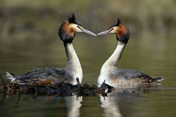 Great Crested Grebes - Pair beside weed platform, courtship displaying. Hessen, Germany