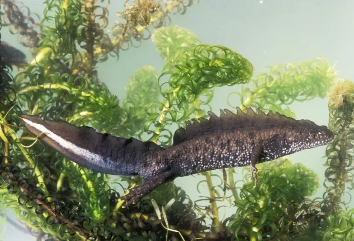 Framed Print : Great Crested Newt Framed Print : Great Crested Newt