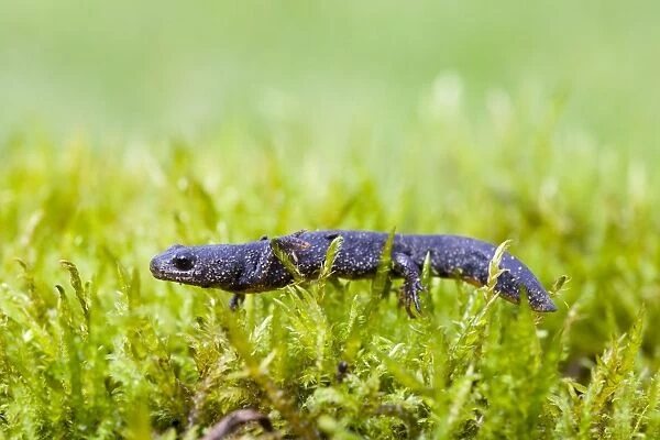 Great Crested Newt - juvenile walking across moss - Wiltshire - England - UK