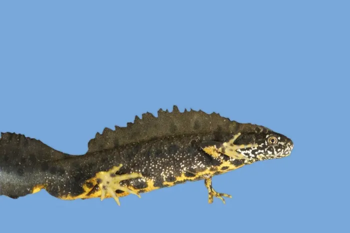 Framed Print : Great Crested Newt - male. Cut-out and placed on blue background Framed Print : Great Crested Newt - male. Cut-out and placed on blue background