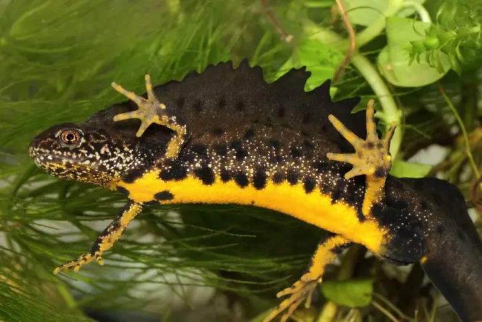 Framed Print : Great Crested Newt - male - Switzerland Framed Print : Great Crested Newt - male - Switzerland