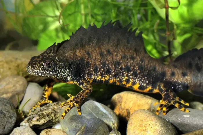 Framed Print : Great Crested Newt - male - Switzerland Framed Print : Great Crested Newt - male - Switzerland