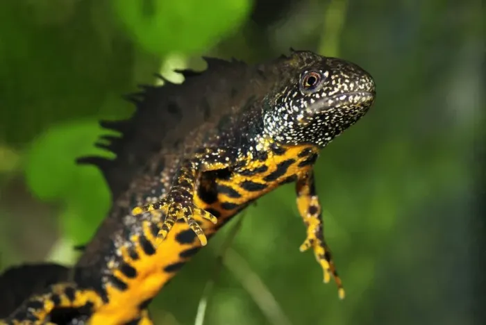 Framed Print : Great Crested Newt - male - Switzerland Framed Print : Great Crested Newt - male - Switzerland