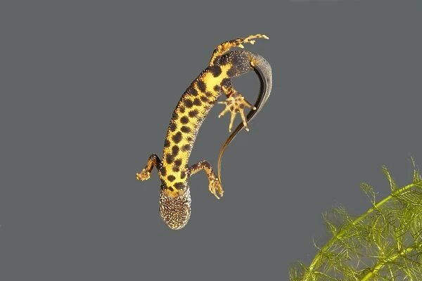 Great Crested Newt - male - underside