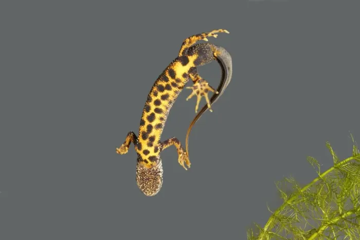 Framed Print : Great Crested Newt - male - underside Framed Print : Great Crested Newt - male - underside
