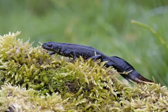Framed Print : Great Crested Newt - On moss covered log, Wiltshire, England, UK Framed Print : Great Crested Newt - On moss covered log, Wiltshire, England, UK