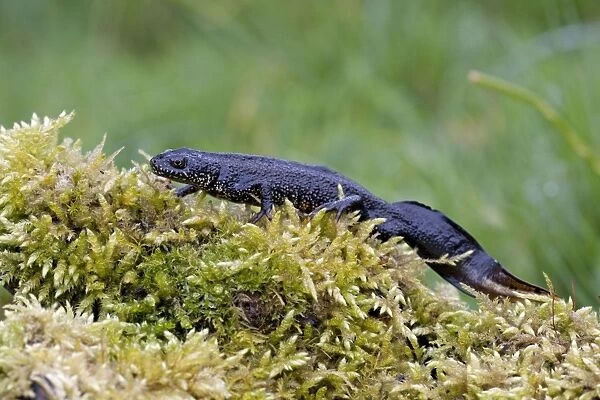 Great Crested Newt - On moss covered log, Wiltshire, England, UK