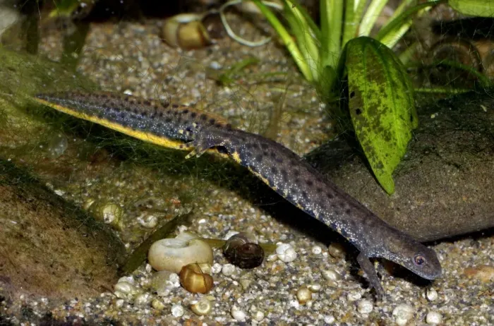 Framed Print : Great Crested Newt - in non-breeding condition lacking the high crest and bright colours of Spring Framed Print : Great Crested Newt - in non-breeding condition lacking the high crest and bright colours of Spring