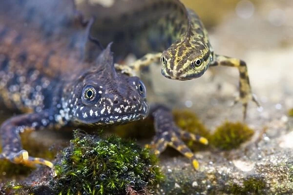 Great Crested Newt and Smooth Newt - Single adult males of both species photographed together underwater, Wiltshire, England, UK