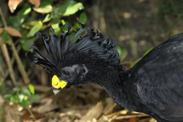 Framed Print : Great Curassow Belize Framed Print : Great Curassow Belize