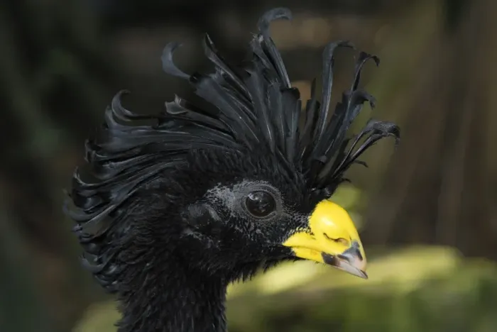 Framed Print : Great Curassow Belize Framed Print : Great Curassow Belize