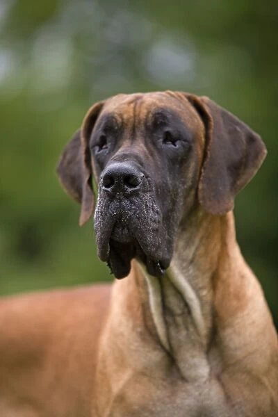 Great Dane - also known as Deutsche Dogge