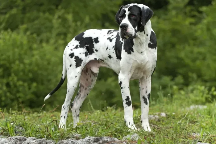 Framed Print : Great Dane - also known as Deutsche Dogge Framed Print : Great Dane - also known as Deutsche Dogge