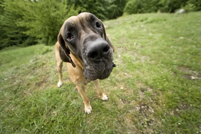 Framed Print : Great Dane - also known as Deutsche Dogge Framed Print : Great Dane - also known as Deutsche Dogge