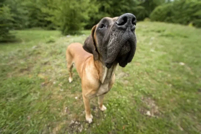 Framed Print : Great Dane - also known as Deutsche Dogge Framed Print : Great Dane - also known as Deutsche Dogge
