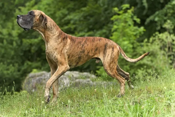 Framed Print : Great Dane - also known as Deutsche Dogge Framed Print : Great Dane - also known as Deutsche Dogge