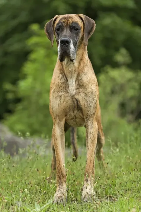 Framed Print : Great Dane - also known as Deutsche Dogge Framed Print : Great Dane - also known as Deutsche Dogge