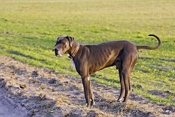 Great Dane Also known as Deutsche Dogge