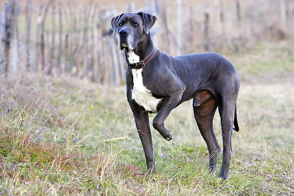 Great Dane. Also known as Deutsche Dogge