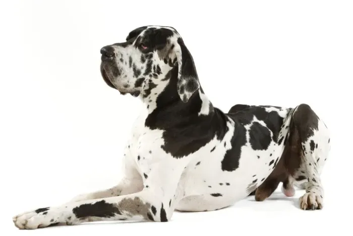 Framed Print : Great Dane. Also known as German Mastiff / Deutsche Dogge / Dogue Allemand (French) Framed Print : Great Dane. Also known as German Mastiff / Deutsche Dogge / Dogue Allemand (French)