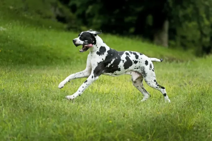 Framed Print : Great Dane - running Framed Print : Great Dane - running