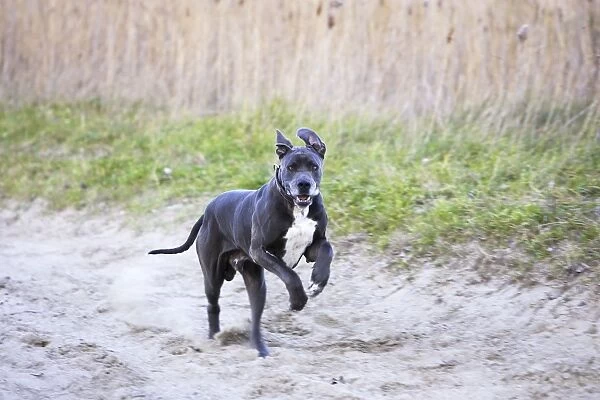 Great Dane - running. Also known as Deutsche Dogge