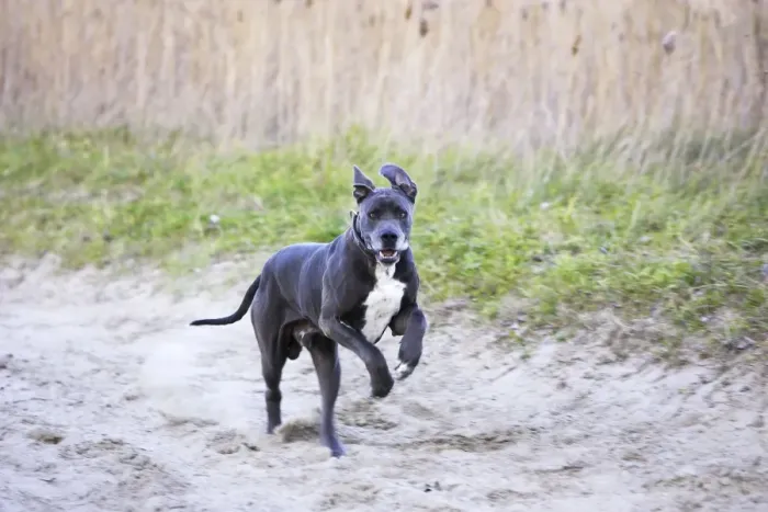 Framed Print : Great Dane - running. Also known as Deutsche Dogge