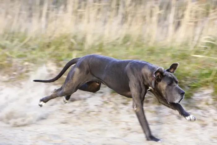 Framed Print : Great Dane - running. Also known as Deutsche Dogge Framed Print : Great Dane - running. Also known as Deutsche Dogge