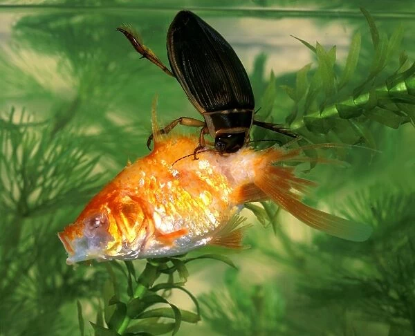 Great diving beetle adult eating large goldfish