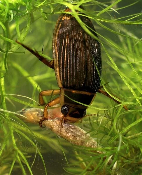 Great diving beetle female eating stickleback