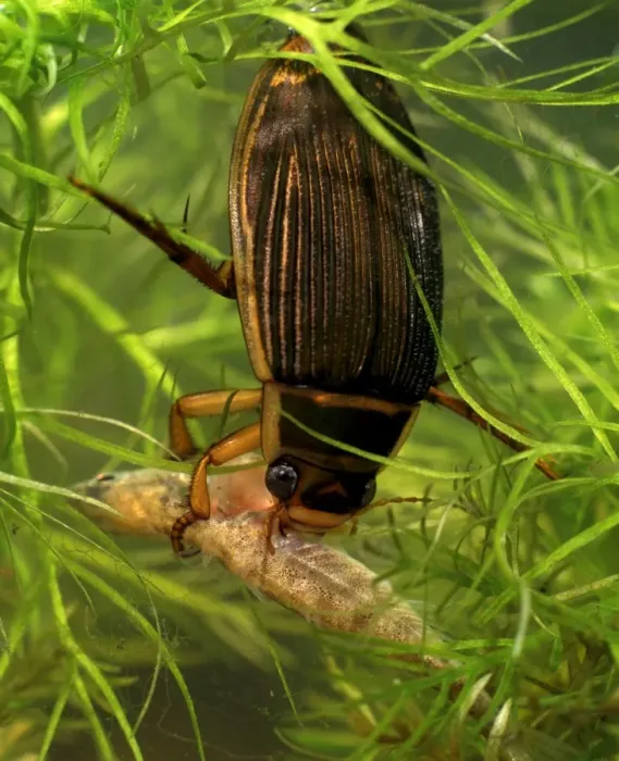 Framed Print : Great diving beetle female eating stickleback Framed Print : Great diving beetle female eating stickleback