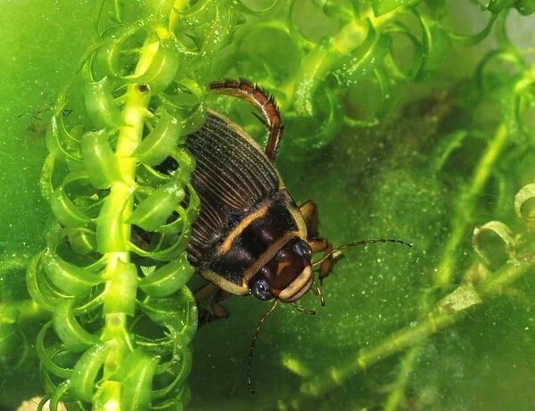 Great diving beetle female amongst water plants top view