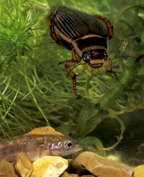 Great diving beetle femaleabout to catch stickleback