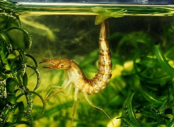 Great Diving Beetle larva amongst water plants side view