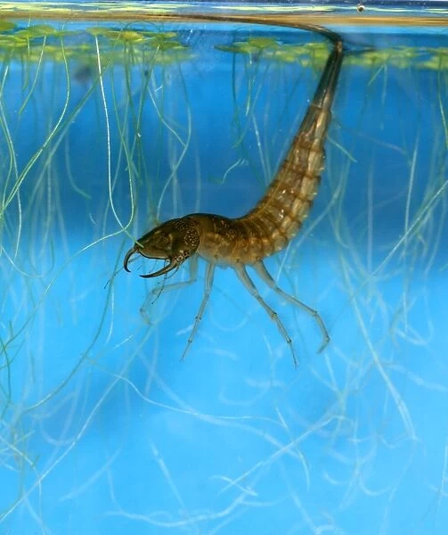 Great diving beetle larva amongst water weeds in strile position