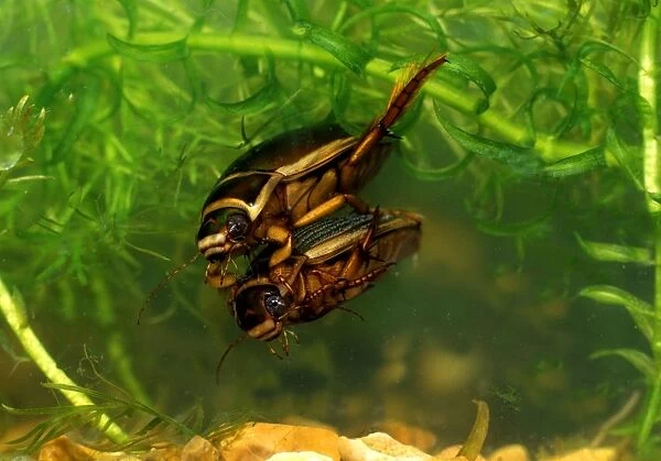 Great diving beetle - mated pair swimming underwater