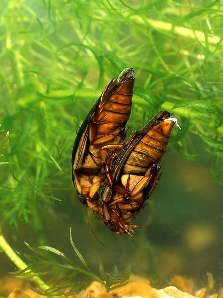 Great diving beetle mated pair swimming underwater