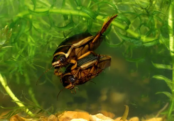 Framed Print : Great diving beetle - mated pair swimming underwater Framed Print : Great diving beetle - mated pair swimming underwater