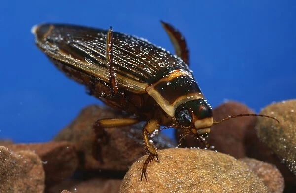 Great Diving Beetle - underwater