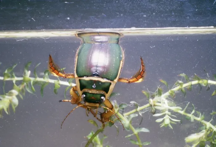Framed Print : Great Diving / Water Beetle Male breathing at surface Framed Print : Great Diving / Water Beetle Male breathing at surface