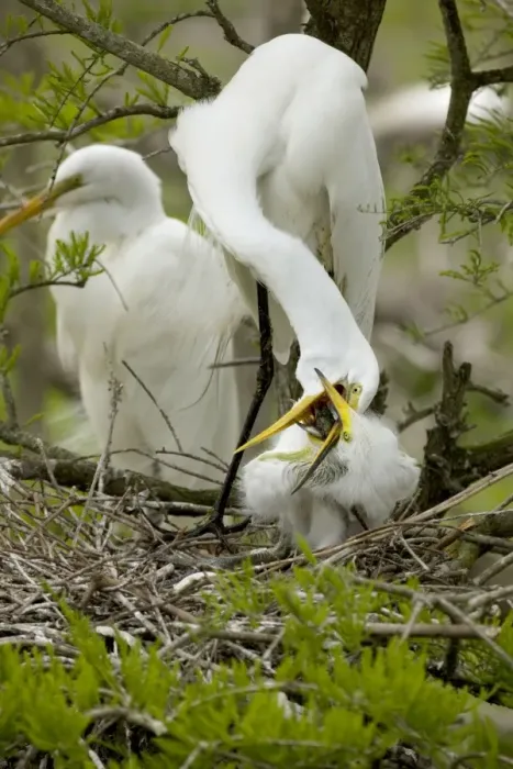 Framed Print : Great Egret - Adult feeding young on nest - Distinguished from most other white herons by large size ( L39 W51') - Common in marshes-mangroves swamps-mud flats - Partial to open habitats for feeding - stalks prey slowly Framed Print : Great Egret - Adult feeding young on nest - Distinguished from most other white herons by large size ( L39 W51') - Common in marshes-mangroves swamps-mud flats - Partial to open habitats for feeding - stalks prey slowly