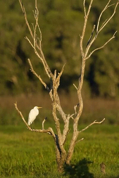 Great Egret - adult sits on a dead tree in the wetlands looking about. In early morning light
